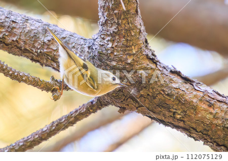 松の木で餌を探す、日本最小の鳥、可愛いキクイタダキ（ウグイス科）。  日本国東京都文京区、小石川植物 112075129