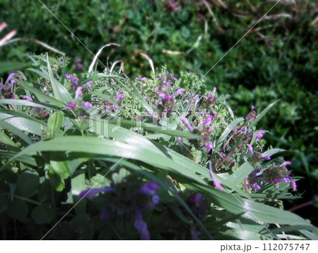 紫色の花を咲かせた植物を撮影した写真 112075747