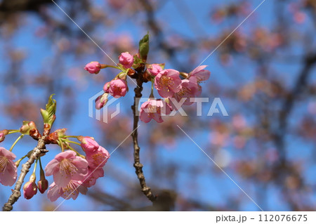 冬の庭に咲くピンク色の河津桜の花 冬の庭に咲くピンク色の河津桜の花 112076675