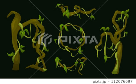 Jungle liana vines with green leaves. Jungle liana vines with green leaves. 112076697