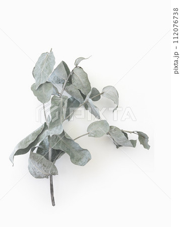 Eucalyptus leaves dry tree branch and with shadows on white background isolated Eucalyptus leaves dry tree branch and with shadows on white background isolated 112076738