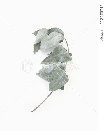Eucalyptus leaves dry tree branch and with shadows on white background isolated  112076746