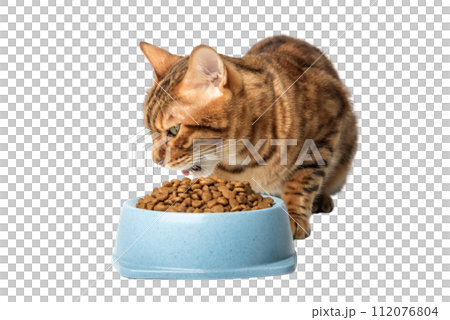 Bengal cat near a bowl of dry cat food isolated 112076804