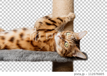 Bengal cat on a scratching post on a transparent background. Bengal cat on a scratching post on a transparent background. 112076805