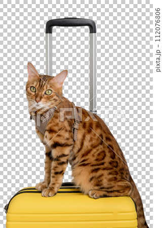 Bengal cat sitting on a suitcase isolated Bengal cat sitting on a suitcase isolated 112076806
