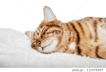 Bengal cat sleeps sweetly on a transparent background. Bengal cat sleeps sweetly on a transparent background. 112076807