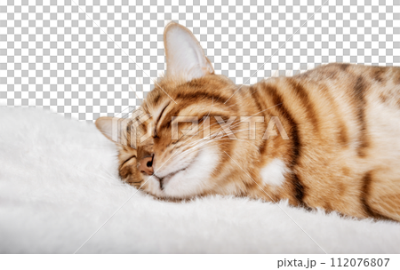 Bengal cat sleeps sweetly on a transparent background. Bengal cat sleeps sweetly on a transparent background. 112076807