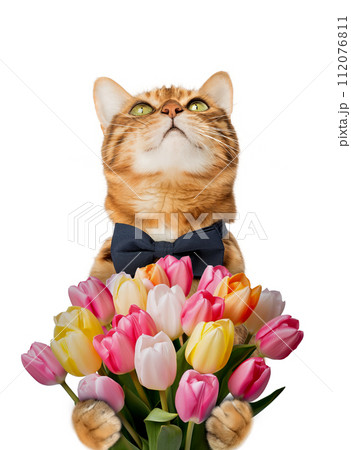 Cat with a bouquet of tulips for birthday, mothers day. Cat with a bouquet of tulips for birthday, mothers day. 112076811