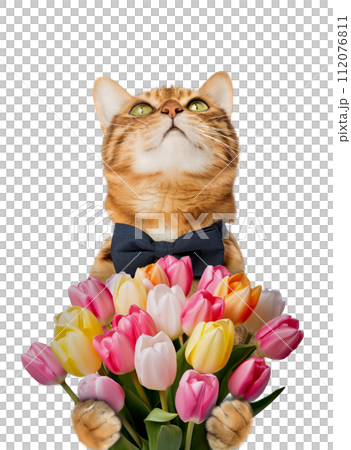 Cat with a bouquet of tulips for birthday, mothers day. Cat with a bouquet of tulips for birthday, mothers day. 112076811