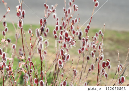 早春の公園に咲くネコヤナギの赤い花穂 112076868