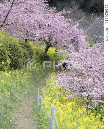 春爛漫カラフル花花の田園風景 寒桜、菜の花綺麗で素敵です 春爛漫カラフル花花の田園風景 寒桜、菜の花綺麗で素敵です 112076998