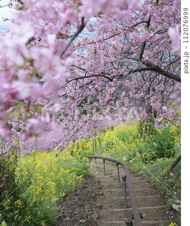 春爛漫カラフル花花の田園風景　寒桜、菜の花綺麗で素敵です 112076999