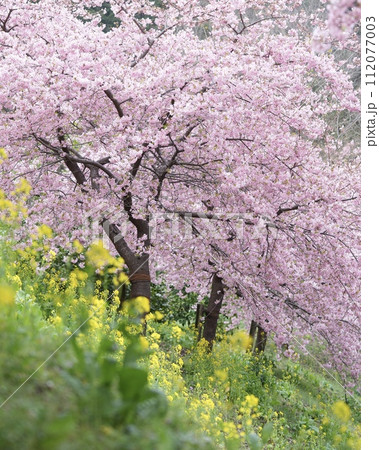 春爛漫カラフル花花の田園風景 寒桜、菜の花綺麗で素敵です 春爛漫カラフル花花の田園風景 寒桜、菜の花綺麗で素敵です 112077003
