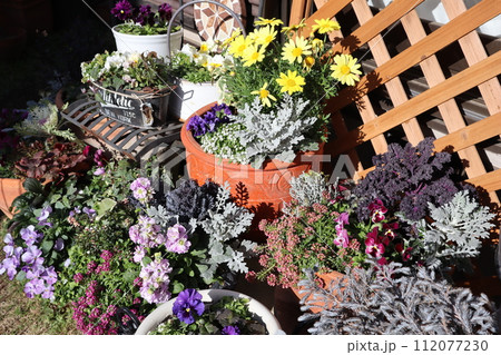 裏庭の花の寄せ植え＆寄せ鉢 112077230