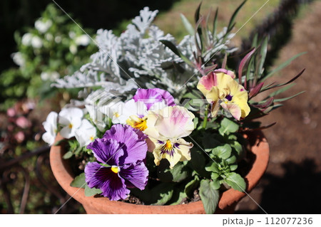 種から育てたフリルパンジーの寄せ植え 112077236