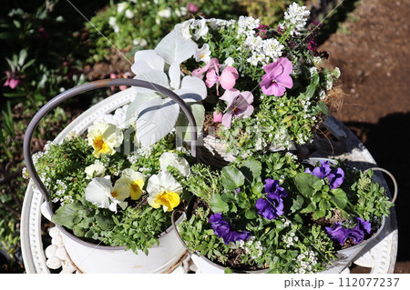 フリルパンジーの寄せ植え＆寄せ鉢 112077237