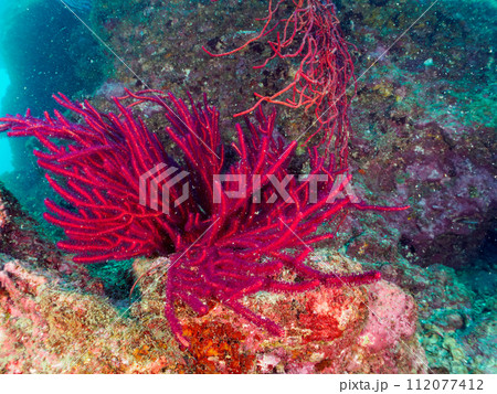 美しいフトヤギ（ソフトコーラル）の群生。  日本国神奈川県足柄下郡真鶴半島琴ヶ浜にて。 2023年1 112077412