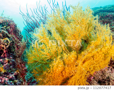美しいキバナトサカ（ソフトコーラル）他の群生。  日本国神奈川県足柄下郡真鶴半島琴ヶ浜にて。 202 112077417
