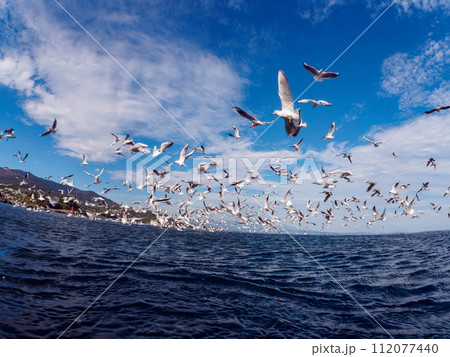 美しい青い海とイワシを空中から狙うユリカモメの大群。  日本国神奈川県足柄下郡真鶴半島琴ヶ浜にて。 112077440