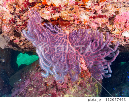 美しいフトヤギ（ソフトコーラル）の群生。  日本国神奈川県足柄下郡真鶴半島琴ヶ浜にて。 2023年1 112077448
