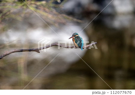 小枝で休憩中の翡翠 112077670