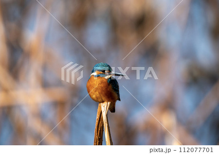 翡翠警戒中 112077701