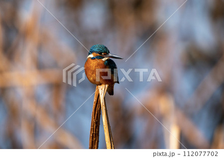 軽快してる翡翠 112077702