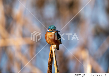 気配を感じる翡翠 112077703