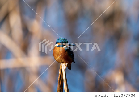 冬枯れ草の翡翠 冬枯れ草の翡翠 112077704