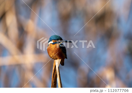 葦原で佇む翡翠 112077706