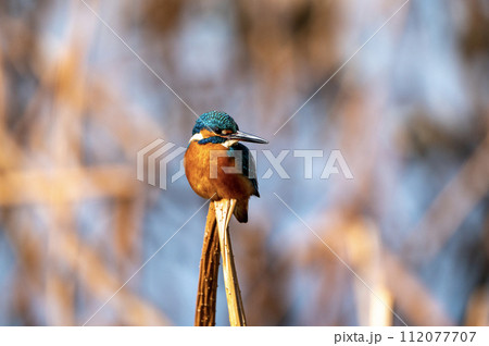 冬枯葦原の翡翠 112077707