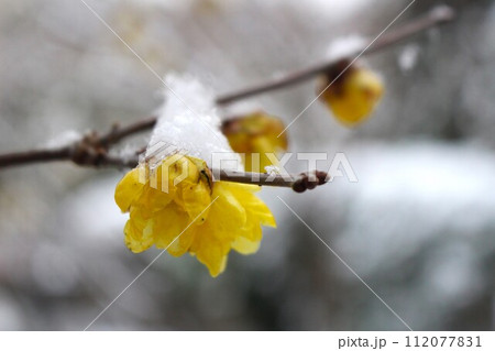 雪の中花開く蝋梅（ロウバイ） 112077831