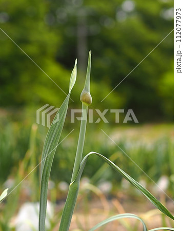 ニンニクの芽の生態写真 112077973