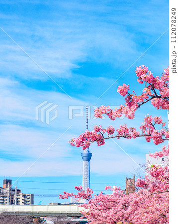 河津桜と青い空 河津桜と青い空 112078249