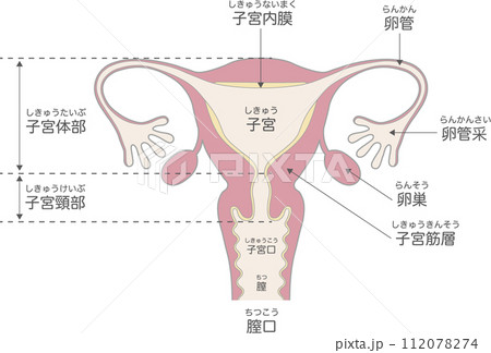 子宮の構造と名称 112078274