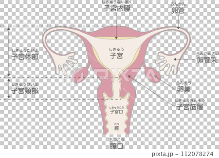 子宮の構造と名称 112078274