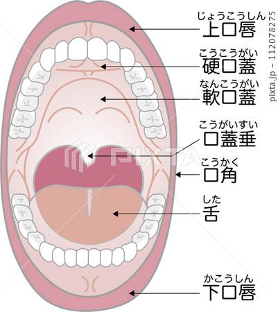 口の構造と名称 112078275