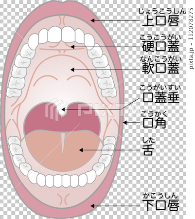 口の構造と名称 112078275