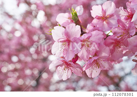 ピンクのカワズザクラの花(冬、二月) ピンクのカワズザクラの花(冬、二月) 112078301
