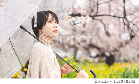 Young adult japanese woman and umbrella on rainy day with spring sakura cherry blossom 112078342