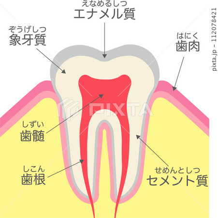 歯の構造と名称 112078421