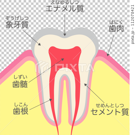 歯の構造と名称 112078421