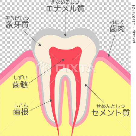 歯の構造と名称 112078421