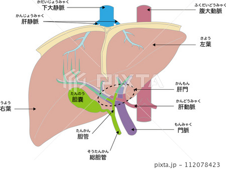 肝臓の各部名称 112078423