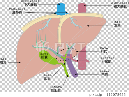 肝臓の各部名称 112078423