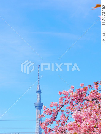 鮮やかな青空のスカイツリーと桜 鮮やかな青空のスカイツリーと桜 112078462