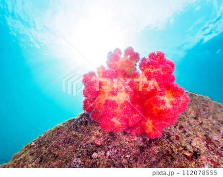 美しいウミトサカ（ソフトコーラル）の群生。  日本国神奈川県足柄下郡真鶴半島琴ヶ浜にて。 2023年 112078555