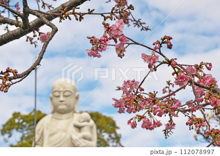 ピンクのカワズサクラの花と相模子安地蔵尊（冬、二月） 112078997
