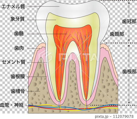 歯の角部名称 112079078