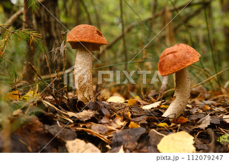 Two red aspen trees grow in the forest. Mushrooms in the forest. Mushroom picking 112079247